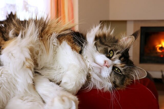 Maine coon